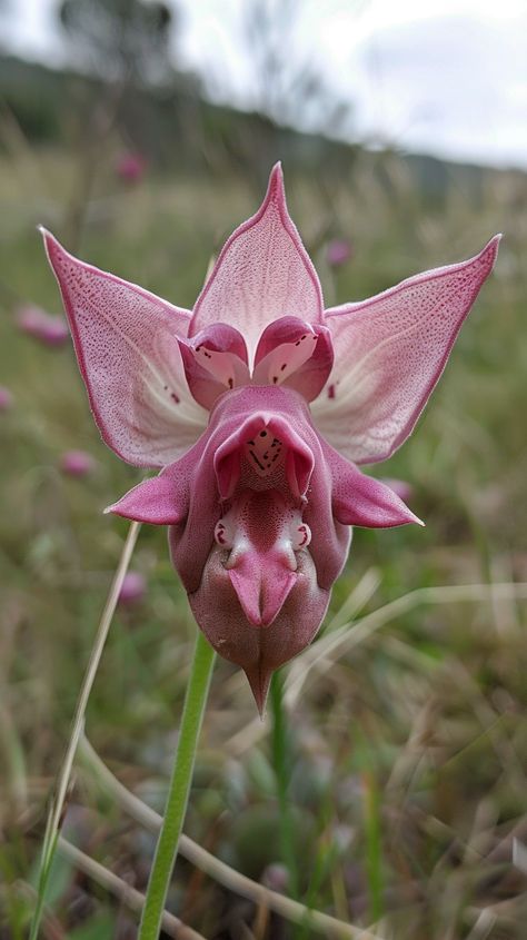 Wild Orchid Shaped like a Pig's Head Inspirational Digital Art, Pig Head, Photography Movies, The Orchid, Gorgeous Flowers, Wild Orchid, Natural Form, The Photograph, Photography Games