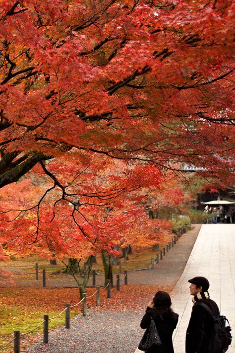 Kyoto is one of the most beautiful cities in Japan and definitely deserves a spot on your travel bucket list! Enjoy fall in the city and begin planning your trip with our Japan travel guide. Kyoto Autumn, Kyoto Aesthetic, Japan Beach, Japan Tourist, Fall Foliage Road Trips, Japan Country, Japan Landscape, Japan Vacation, Japan Travel Guide