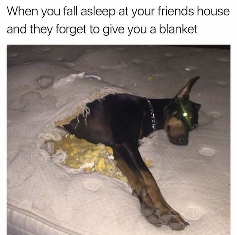 Friendship Memes, Teen Wolf Memes, Memes Lol, Doberman Pinscher, Funny Animal Memes, Funny Animal Pictures, Dog Memes, Doberman, Animal Memes