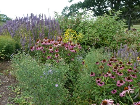 Pollinator Garden Design, Perennial Sunflower, Cottage Gardening, How Plants Grow, Fine Gardening Magazine, Naturalistic Garden, Pollinator Plants, Native Plant Gardening, Hummingbird Garden