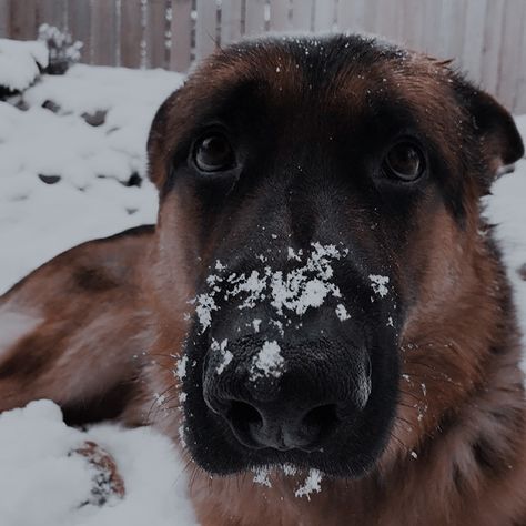 The Snow, German Shepherd, A Dog