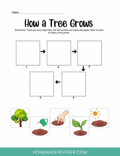 Free Tree Activity Printables Growth Preschool Activities, Roots Preschool Activities, How Things Grow Preschool Activities, Tree Prek Activities, From Seed To Plant, Life Cycle Of Tree Preschool, Trees Science Activities Preschool, Tree Cycle Preschool, Activities About Trees For Preschoolers