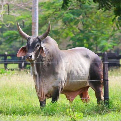 Big Guzera Bull 😍😍 . Masha'Allah. 💕  #guzera #bull #guzerat  #cattlebreeds #guzerá #cow #guzerabr #guzeraleiteiro  Follow -… Zebu Cattle, Nguni Cattle, Staffordshire Bull Terriers, Brahma Bull, Animals With Horns, Bernese Mountain Dogs, Cow Photography, Bull Painting, Cow Photos