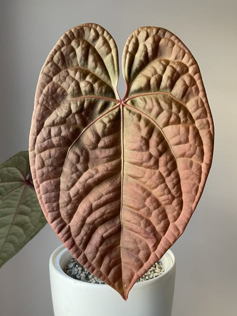 Anthurium Hybrid: Red Crystallinum x Luxurians — All The Plant Babies Convo Starters, Anthurium Plant, Plant Wishlist, Home Greenhouse, Plant Projects, Potted Houseplants, Iridescent Green, Terrarium Plants, Leaf Coloring