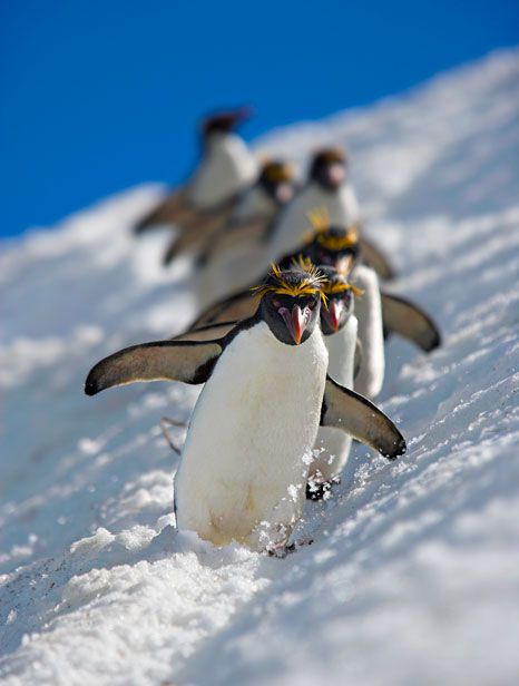 Penguin Walk, Macaroni Penguin, Penguin Love, Animal Antics, Wild Life, Animal Planet, 귀여운 동물, Animals Friends, Beautiful Creatures