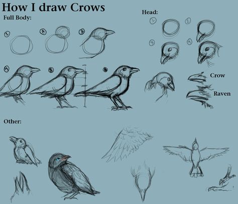 How I draw Crows by ~CreatTheCrow on deviantART How To Draw Wings, Crow Drawing, Draw Wings, Draw A Bird, Crows Drawing, Draw Birds, Crow Art, Collage Art Mixed Media, Step Drawing