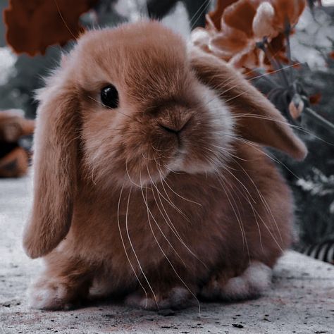 Cute Bunny Pictures, Bunny Pictures, Fluffy Animals, Baby Bunnies, Cute Bunny, Animals Beautiful, Summer Fun, Funny Animals