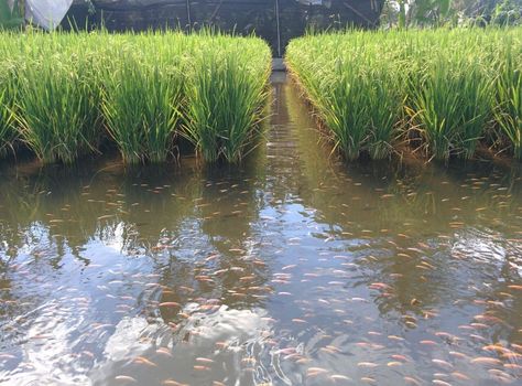 rice fish paddy Rice And Fish, Rice Paddy, Agricultural Sector, Farming Techniques, Farming System, Fish Farming, Water Resources, Rural Landscape, Organic Fertilizer