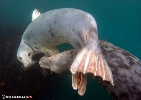 Seal Spinning Under The Water Together At The Farne Islands, England, UK Seal Tail, Underwater Camera Housing, Farne Islands, Grey Seal, Harbor Seal, Adopt Idea, Under The Water, Animal Reference, Animal References