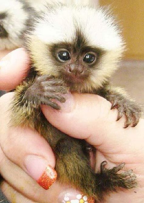 Pygmy Marmoset, Finger Monkey, Marmoset Monkey, Tiny Monkey, Capuchin Monkey, Pet Monkey, Monkeys Funny, Yellow Hair, Baby Animals Funny