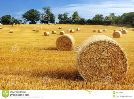 Hay Bales, Bail Of Hay, Hay Bail, Golden Field, Field Landscape, Wheat Fields, Digital Marketing Training, Autumn Landscape, Photographic Print