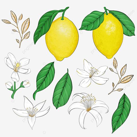 Lemon Flower Drawing, Lemon Flower Illustration, Lemon Plant, Lemon Flower, Spring Drawing, Flower Elements, White Lily Flower, Rose Flower Arrangements, Lemon Flowers