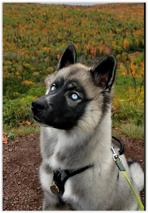 Agouti Siberian Husky Canine Odyssey Morphs, Serbian Husky, Agouti Siberian Husky, Canine Odyssey, Agouti Husky, Husky Eyes, Dogs Eyes, Husky Colors, Spitz Breeds