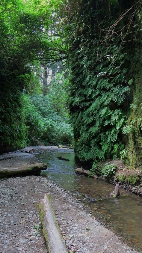 Fern Canyon, Humboldt County CA English Forest, America Nature, Humboldt County California, Fern Canyon, Humboldt County, Adventure Travel Explore, Beauty In Nature, Adventure Is Out There, Laundry Hacks