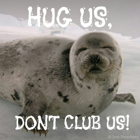 Seal Banner, Harp Seal, Cute Seals, Animal Liberation, Stop Animal Cruelty, Puppy Mills, Nature Conservation, Save Animals, Please Stop