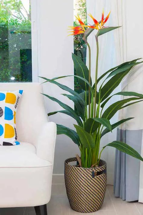 5 Best Bird of Paradise Types You Can Grow Indoors Bird Of Paradise Plant Indoor, Birds Of Paradise Plant, Bird Of Paradise Plant, Paradise Plant, Hanging Plants Indoor, Banana Plants, Artificial Orchids, Plant Decor Indoor, Plant Aesthetic