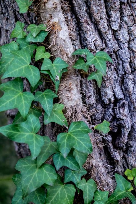 English Ivy on Tree. English ivy climbing and clinging on to an oak tree , #Aff, #Tree, #ivy, #English, #Ivy, #oak #ad Ivy Tree, Geometry In Nature, Ivy Oak, English Ivy, Ivy Plants, Natural Structures, Tree Trunks, Tree Forest, Draw On Photos