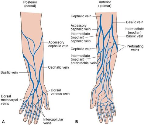 Arm Vein, Nurse Betty, Study Pics, Paramedic School, Nursing School Essential, Anatomy References, Nursing School Motivation, Nurse Study Notes, Nursing Mnemonics