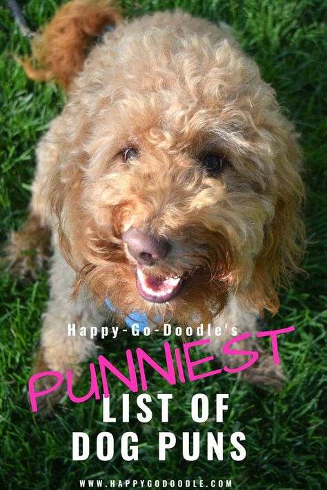 Ready for a smile, a laugh, or a grrrroan!?! Check out this ulti"mutt" list of the punniest dog puns and dog play on words.  See how many pawsome puns and clever play on words that you’ve heard, read, typed, posted... or even "mutt"ered. Funny Dog Grooming Quotes, Golden Doodle Quotes, Grooming Quotes Dog, Dog Grooming Quotes, Doodle Puns, Pet Puns, Dog Phrases, Doodle Dog Breeds, Best Dog Quotes