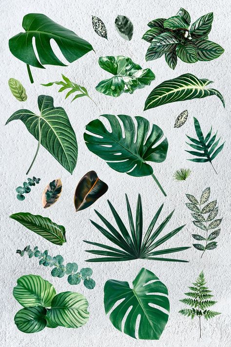 Gren tropical leaf design element set | premium image by rawpixel.com / Adjima Plant Leaves Illustration, Tropical Leaves Tattoo Design, Tropical Plants Drawing, Tropical Plant Tattoo, Tropical Leaf Tattoo, Tropical Leaf Drawing, Tropical Leaves Drawing, Leave Illustration, Tropical Moodboard