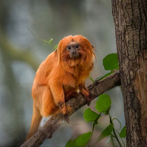 Name: Golden Lion Tamarin (Leontopithecus rosalia); Range: Southeastern Brazil; Status: Endangered Tamarin Monkeys, Monkey Species, Golden Lion Tamarin, Golden Lions, Great Ape, Tamarindo, Baboon, Tropical Forest, Primates