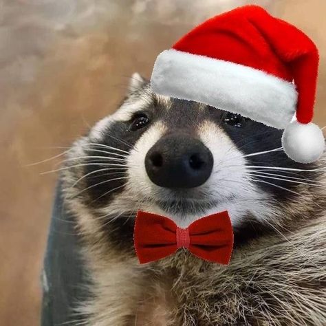 Christmas Pfps Funny, Christmas Raccoon Pfp, Merry Christmas Funny Pictures, Funny Christmas Animals, Christmas Reaction Pics, Merry Christmas Pfp, Thanksgiving Raccoon, Christmas Pfp Funny, Funny Christmas Pfp