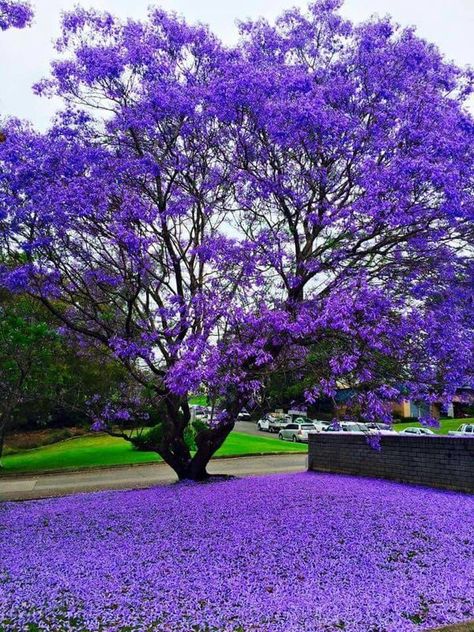 Purple Flowers Lovers 💜 | 💜 | Facebook Colourful Trees, Purple Flowering Tree, Purple Flowers Garden, Jacaranda Tree, Pretty Trees, Purple Trees, Beautiful Trees, Unique Trees, Colorful Trees