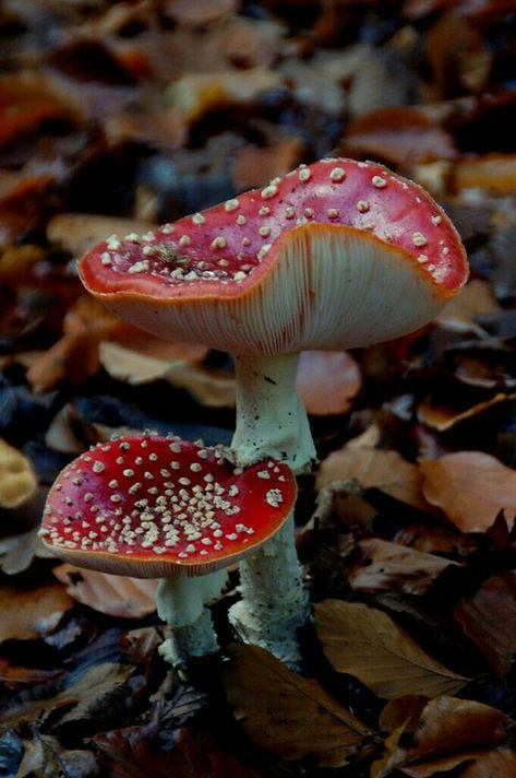 Mushroom Core, Mushroom Pictures, Amanita Muscaria, Plant Fungus, Mushroom Fungi, Wild Mushrooms, Mushroom Art, Samhain, In The Forest