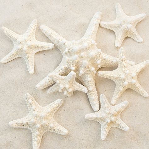 Amazon.com: Set of 12 Mixed White Starfish – Sizes Range From 2 to 3.5 inches to 4 to 5.5 inches – Tumbler Home Certified- Wedding Sea Shell Craft: Home & Kitchen Bailey Core, White Sea Shells, Crafts Christmas Ornaments, Sea Starfish, Fish Tank Decor, Ocean Room, Starfish Decor, Shell Craft, Beach Room