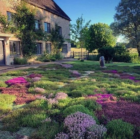 Diarmuid Gavin on Instagram: “A Thyme Lawn created by Alexandra Lloyd, a garden feature who’s Thyme has truly arrived!! A challenging to create but once established it…” Thyme Lawn, Diarmuid Gavin, Chamomile Lawn, Thyme Garden, Garden River, River Rock Garden, Lawn Alternatives, Areas Verdes, Have Inspiration