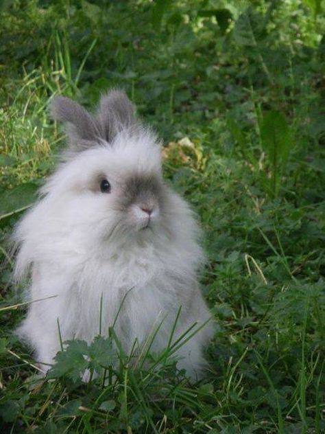 This looks like either an Angora or a Lion-head ... not quite sure Lionhead Bunny, Pig Stuff, Bunny Stuff, Indoor Rabbit, Cute Bunny Pictures, Bun Bun, Therapy Animals, Bunny Pictures