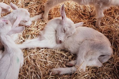 Cute baby goat sleeping | HD photo by Micaela Parente (@mparente) on Unsplash Countryside Animals, Breeding Goats, Sleep Pictures, Goat Picture, Goat Herding, Pygmy Goat, Animal Experiences, Baby Goat, Barnyard Animals