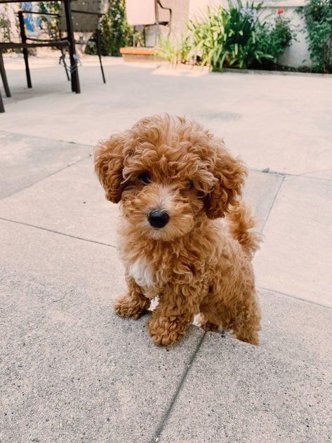 Hi sub! Meet Joy! A Micro. IG @joylee.bee Pretty Goldendoodles Groodle dogs #goldendoodles Cute Dogs Golden Doodle, Puppy Golden Doodle, Dogs Golden Doodles, Cute Mini Goldendoodle Puppy, Cute Goldendoodle Puppies, Mini Goodlendoodle Puppy, Micro Mini Golden Doodle, Golden Doodle Puppy Aesthetic, Mini Cavapoo Full Grown