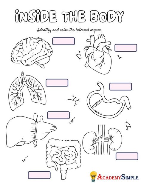 Sense Organs Worksheets, Body Parts Worksheet, Sense Organs, Internal Organs, Worksheets For Kindergarten, Parts Of The Body, Body Organs, Best Body, The Human Body