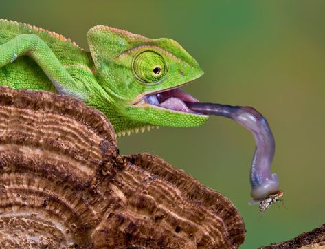 Chameleons Launch “Ballistic” Tongues — Biological Strategy — AskNature Chameleon Tongue, Types Of Chameleons, Baby Chameleon, Veiled Chameleon, Types Of Insects, 10 Interesting Facts, Amphibians, Reptiles, Small Pets