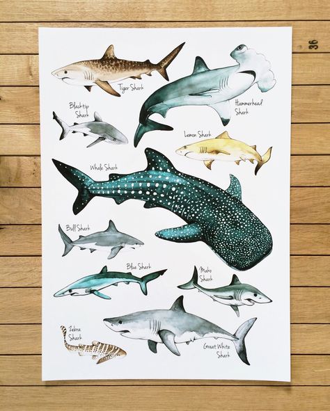 Wall Art Sharks Poster A3 or A4 Giclée Print by Loreillustration Sharks Poster, Shark Nursery Decor, Shark Nursery, Akvarel Illustration, Types Of Sharks, Animals Tattoo, Illustration Kunst, Shark Art, Art Et Illustration