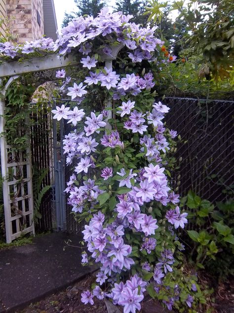 Lovely clematis vine Climbing Plants Fence, Clematis Purple, Garden Planing, Clematis Multi Blue, Clematis Armandii, Clematis Terniflora, Garden Nook, Clematis Montana Grandiflora, Clematis Vine