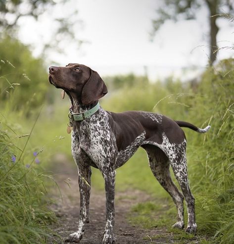 German Short Haired Pointer Puppy, Gsp Dogs, Pure Breed Dogs, Gsp Puppies, Short Haired Pointer, German Shorthaired Pointer Dog, Pointer Puppies, Cute Dogs Images, German Shorthair