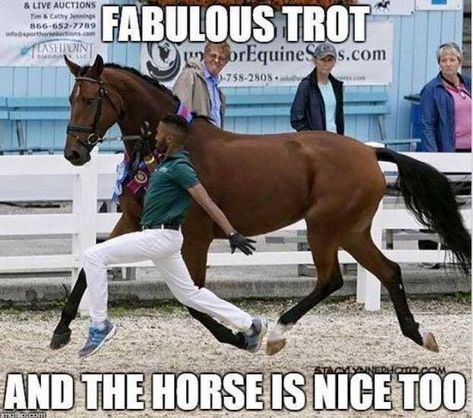 Equestrian Memes, Funny Horse Memes, Horse Meme, Horse Quotes Funny, Horse Humor, Funny Horse Pictures, Horse Jokes, Horse Riding Quotes, Horse Memes