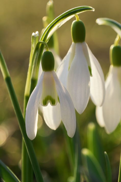 Wild Bluebell, Best Flowers, Watercolour Inspiration, Spring Bulbs, Language Of Flowers, Easter Egg Decorating, Spring Aesthetic, Mean It, Spring Home