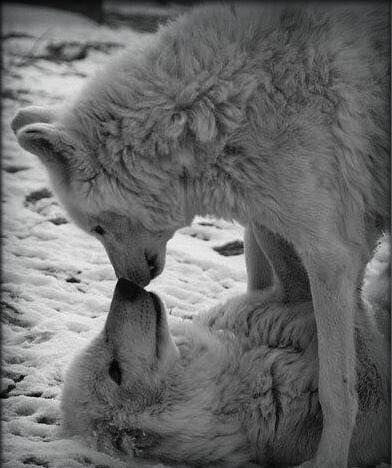 Hapkido, Wolf Alpha, Psy I Szczenięta, Wolf Photos, Wolf Love, Wild Wolf, Wolf Pictures, Wolf Spirit, Beautiful Wolves