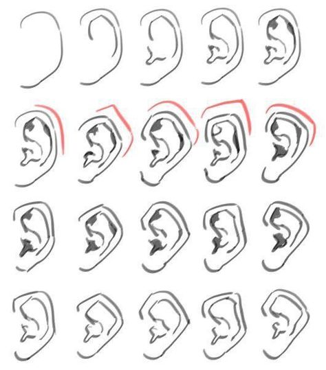 Ear Shapes, Human Anatomy Drawing, Body Reference Drawing, Drawing Expressions, Anatomy Drawing, Poses References, Digital Painting Tutorials, Figure Drawing Reference, Anatomy Reference