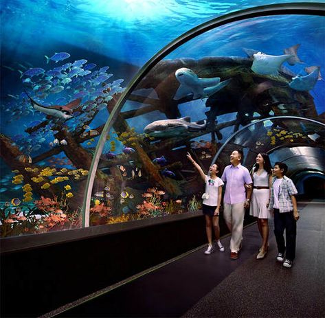 Marine Life Park Sentosa Singapore Singapore Guide, Big Aquarium, Sea Aquarium, Visit Singapore, Undersea World, Car Tour, Island Tour, Travel Tours, Underwater World