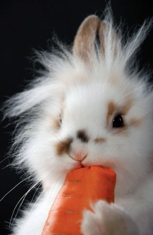 Bunny eating carrot Cele Mai Drăguțe Animale, Bunny Bunny, 강아지 그림, Domestic Animals, Easter Bonnet, Organized Chaos, Bunny Rabbits, Cute Animal Pictures, White Rabbit