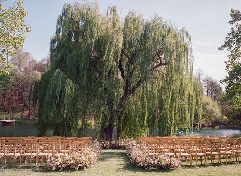 A Romantic Wedding in California's Wine Country Forest Wedding Aesthetic Ceremony Decor, Wedding Spots Places To Get Married, Nature Aesthetic Wedding, Weeping Willow Wedding, Small Wedding Aesthetic, Josh Black, Under A Willow Tree, Summer Wedding Aesthetic, Black Swan Lake