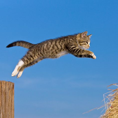 Cats Jumping, Cat Jumping Side View, Cats In Motion, Leaping Cat, Cat Leaping, Cat Full Body Photo, Cat Running Reference, Cat Jumping Reference, Cat Jumping Drawing