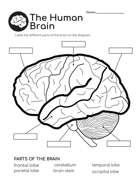 The Brain For Kids, Brain Worksheet, Human Brain Anatomy, Brain Pictures, Brain Diagram, Human Body Worksheets, Human Body Projects, Brain Parts, Brain Models