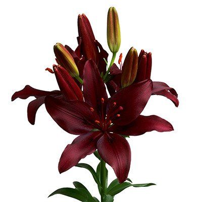 Thursd is your online floral meetup spot. Where flower & plant enthusiasts connect, from grower to end consumer, to help decide what to watch, what to follow, and what to buy. Lilly Flower, Red Lily, Lily Bouquet, What To Watch, Super Dark, What To Buy, Flower Plant, Cut Flowers, Bright Orange