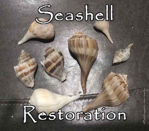 Seashell Restoration - Bring Back the Color! - Best Kayak Accessories Sea Shell Display Ideas, Cleaning Sea Shells, Artifact Hunting, Beach Crafts Diy, Diy Beach Decor, Shell Ideas, Oyster Shell Crafts, Shell Craft, Shells Diy