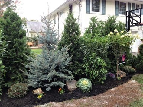 Plants that Screen for Privacy and a Sense of Seclusion - Watters Garden Center Small Evergreen Garden Ideas, Landscaping Privacy, Landscaping Around Patio, Evergreen Landscape, Shrubs For Privacy, Screen Plants, Privacy Plants, Evergreen Garden, Privacy Landscaping